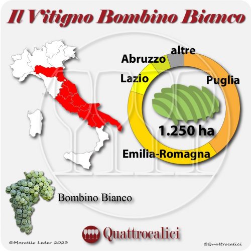 Il Vitigno Bombino bianco e la sua coltivazione in Italia