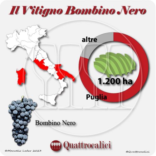 Il Vitigno Bombino nero e la sua coltivazione in Italia