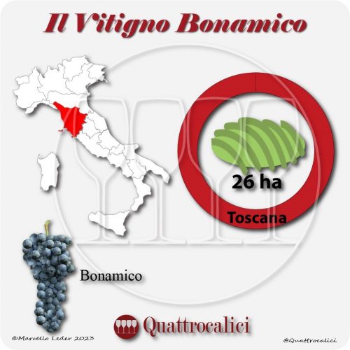 Il Vitigno Bonamico e la sua coltivazione in Italia