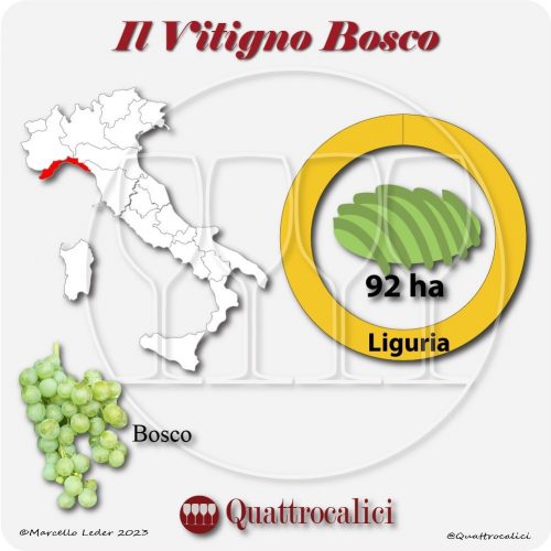 Il Vitigno Bosco e la sua coltivazione in Italia