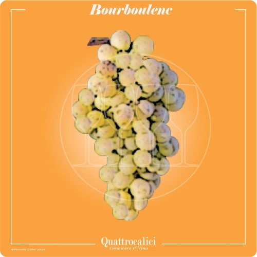 bourboulenc il vitigno