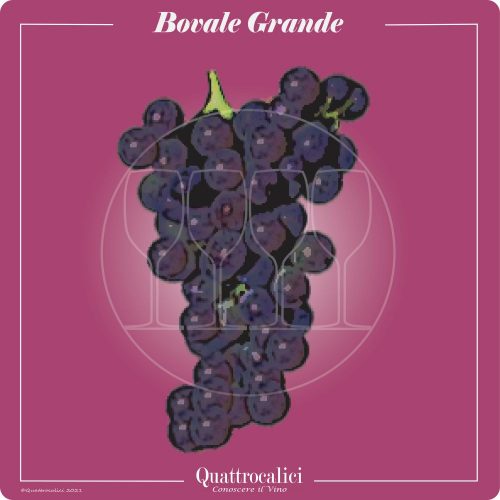 Vitigno  Bovale grande