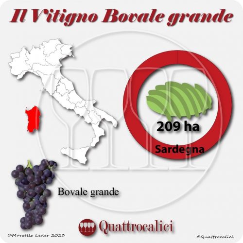 Il Vitigno Bovale grande e la sua coltivazione in Italia