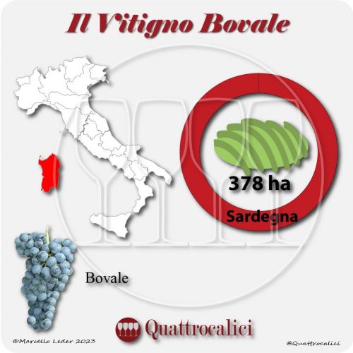 Il Vitigno Bovale e la sua coltivazione in Italia
