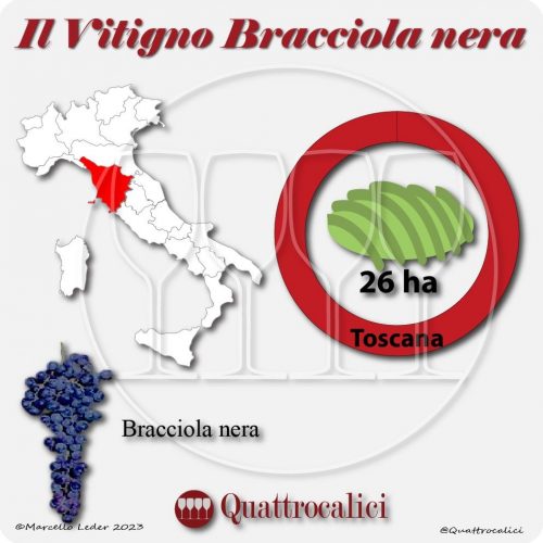 Il Vitigno Bracciola nera e la sua coltivazione in Italia