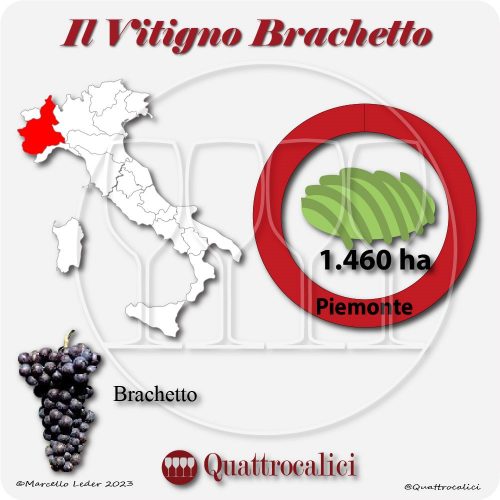 Il Vitigno Brachetto e la sua coltivazione in Italia