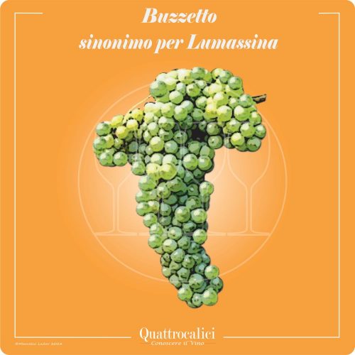 Vitigno  Buzzetto