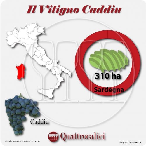 Il Vitigno Caddiu e la sua coltivazione in Italia