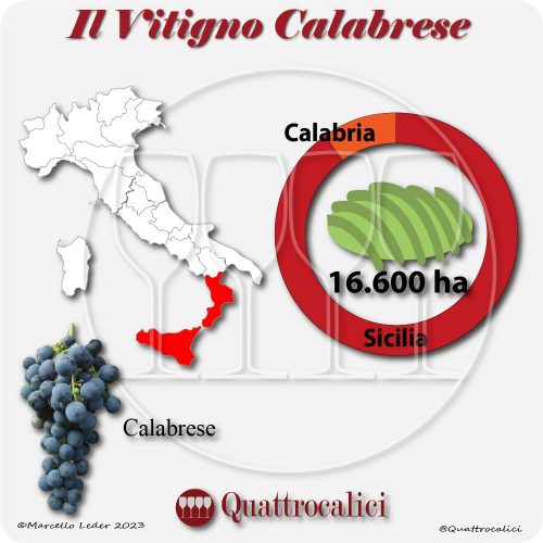 Il Vitigno Calabrese e la sua coltivazione in Italia