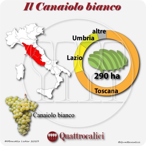 Il Vitigno Canaiolo bianco e la sua coltivazione in Italia