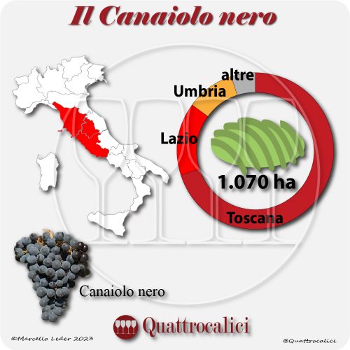 Il Vitigno Canaiolo nero e la sua coltivazione in Italia
