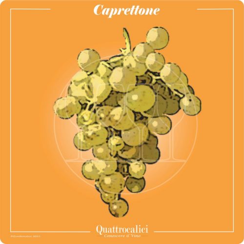 Vitigno  Caprettone