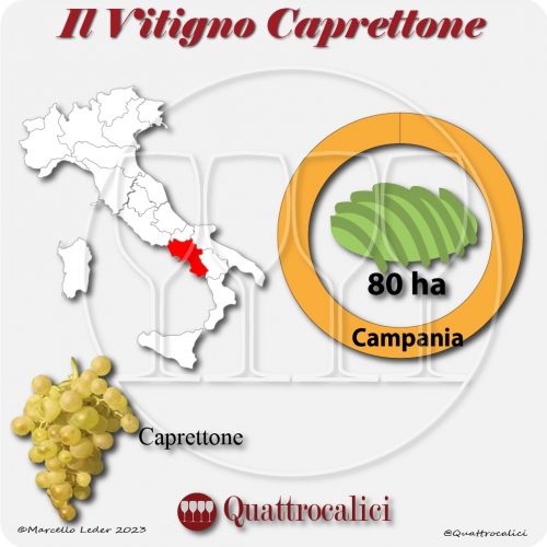 Il Vitigno Caprettone e la sua coltivazione in Italia