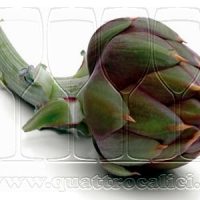 Carciofo Brindisino IGP