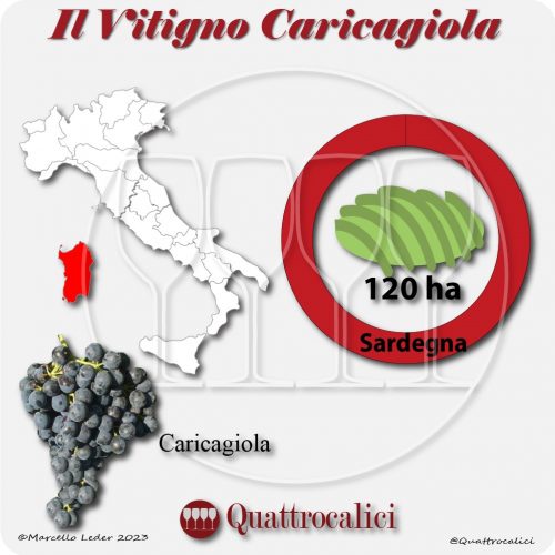 Il Vitigno Caricagiola e la sua coltivazione in Italia
