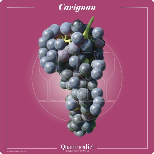 Vitigno  Carignan