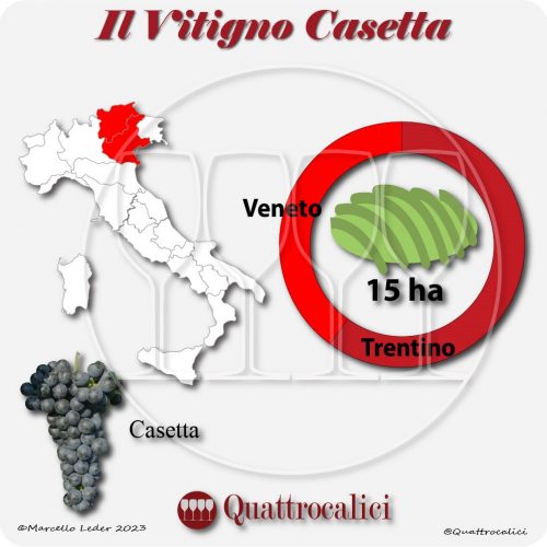Il Vitigno Casetta e la sua coltivazione in Italia