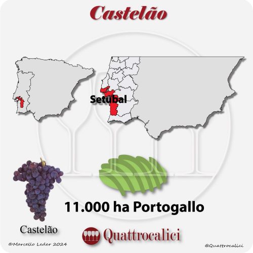 Il Vitigno Castelao in Portogallo