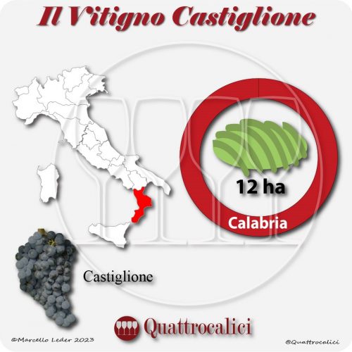 Il Vitigno Castiglione e la sua coltivazione in Italia
