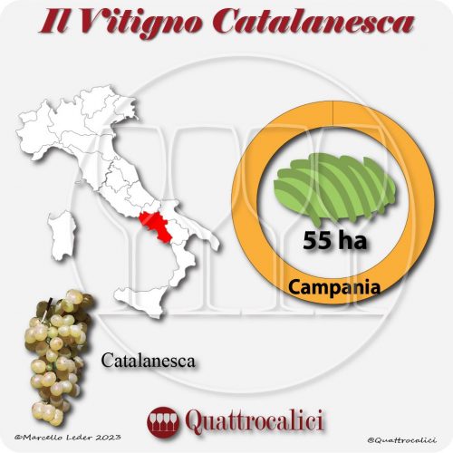 Il Vitigno Catalanesca e la sua coltivazione in Italia