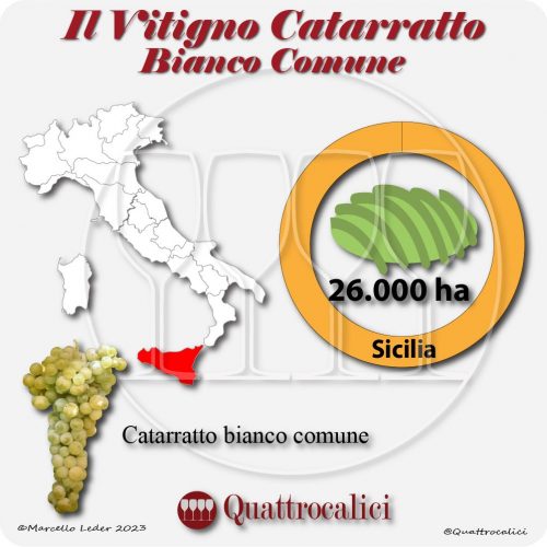 Il Vitigno Catarratto bianco comune e la sua coltivazione in Italia
