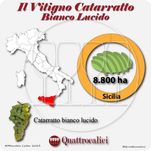 Il Vitigno Catarratto bianco lucido e la sua coltivazione in Italia