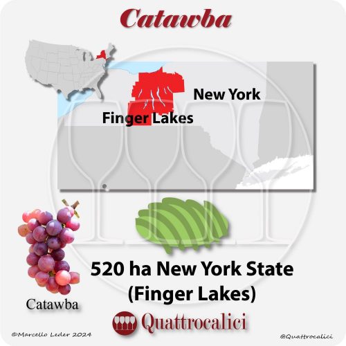 Il Vitigno Catawba (New York)