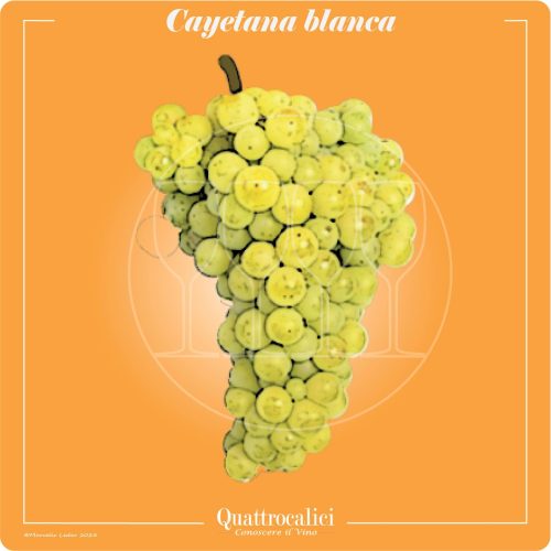 vitigno cayetana blanca
