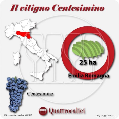 Il Vitigno Centesimino e la sua coltivazione in Italia