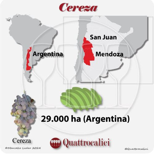 Il vitigno Cereza in Argentina