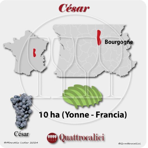 Le zone di coltivazione del vitigno César