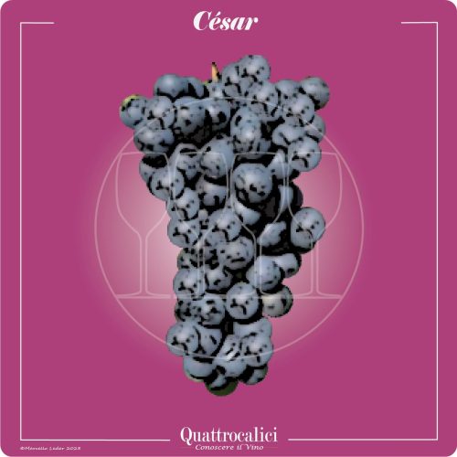 Il vitigno César