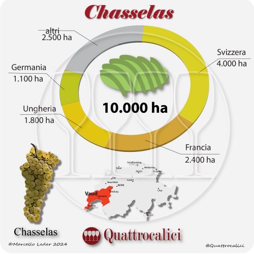 Il vitigno Chasselas nel mondo