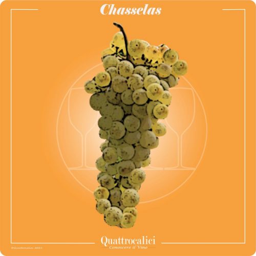 Vitigno  Chasselas