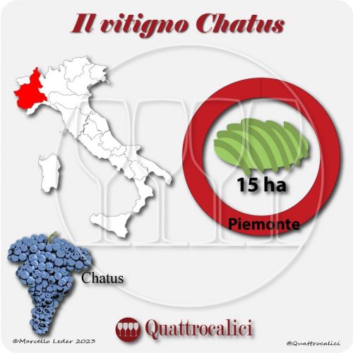 Il Vitigno Chatus e la sua coltivazione in Italia