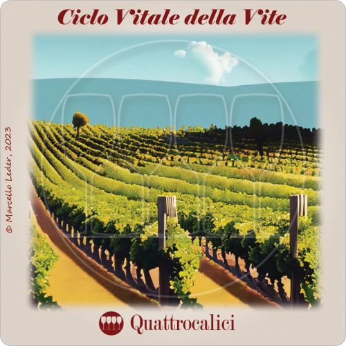 I quiz del vino: il ciclo vitale della vite