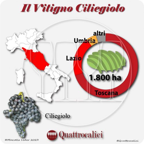 Il Vitigno Ciliegiolo e la sua coltivazione in Italia