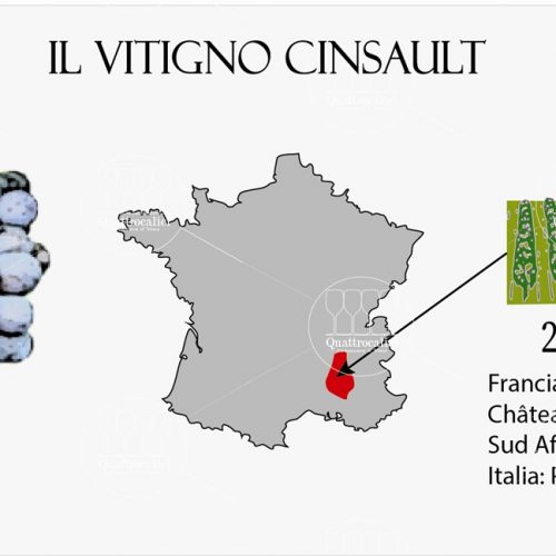 cinsault vitigno