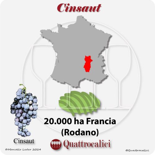 Il Cinsaut in Francia