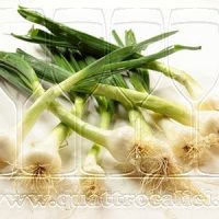 Cipollotto Nocerino DOP