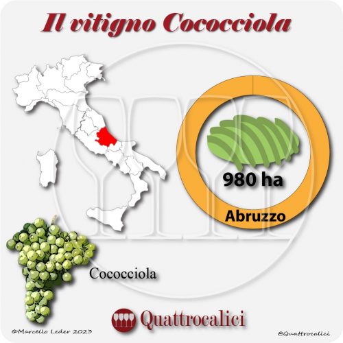 Il Vitigno Cococciola e la sua coltivazione in Italia