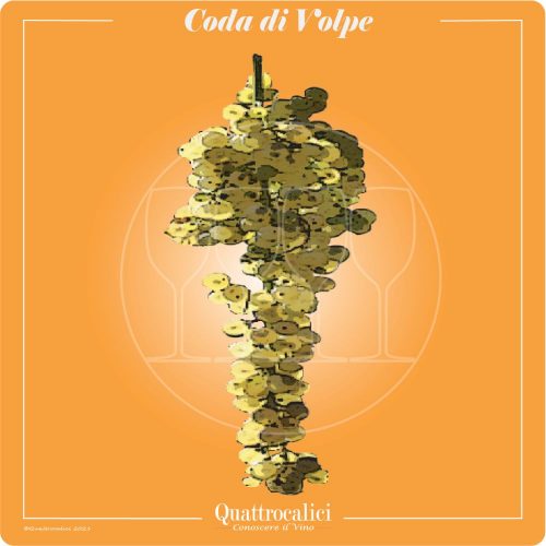 Vitigno  Coda di Volpe