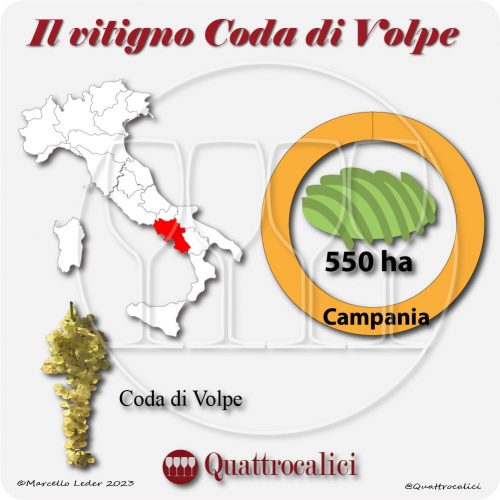 Il Vitigno Coda di Volpe e la sua coltivazione in Italia
