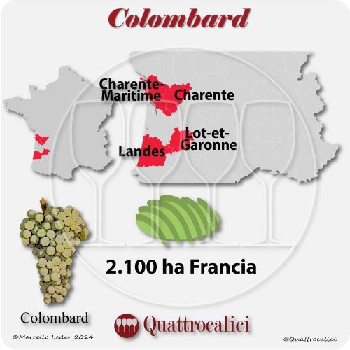 Il vitigno Colombard in Francia