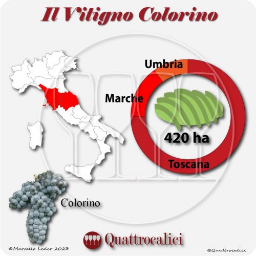 Il Vitigno Colorino e la sua coltivazione in Italia