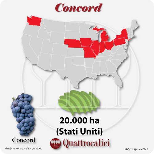 Il vitigno Concord negli USA