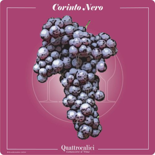 Vitigno  Corinto nero