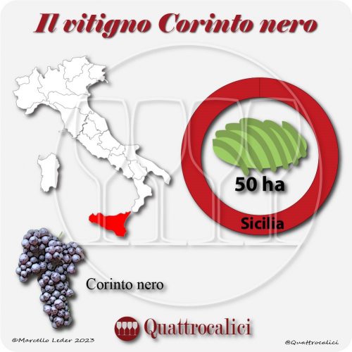 Il Vitigno Corinto nero e la sua coltivazione in Italia