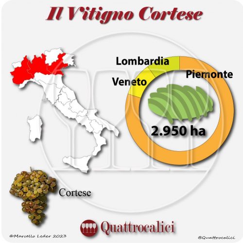 Il Vitigno Cortese e la sua coltivazione in Italia