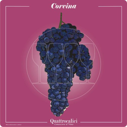 Vitigno  Corvina